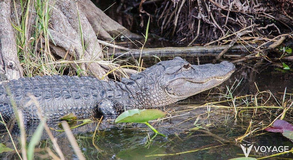 alligator everglades miami alligator everglades miami