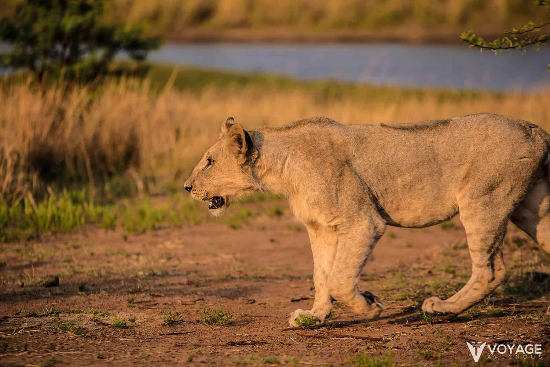 voyager en afrique du sud voyager en afrique du sud
