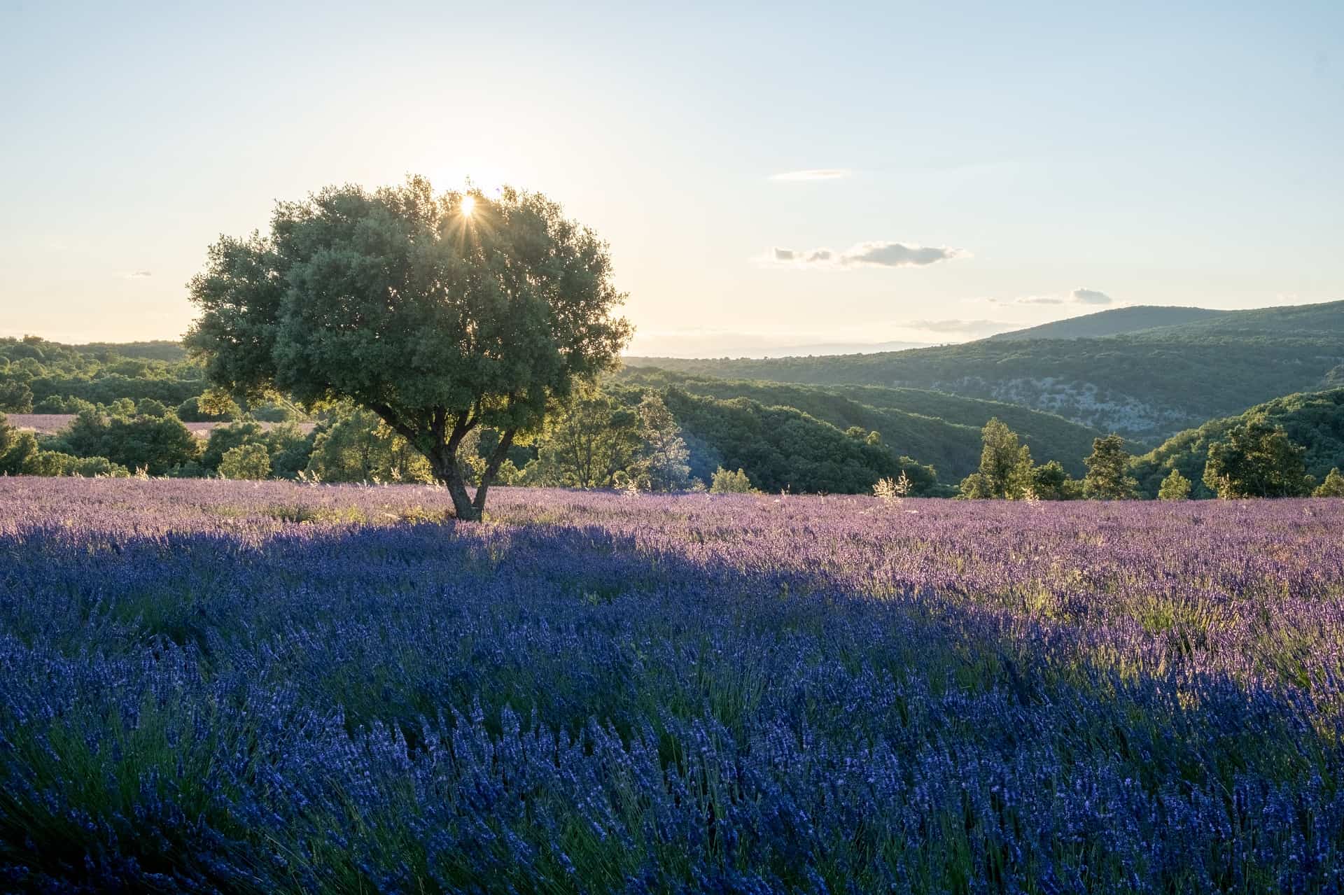Champ de lavande en fleurs et arbre isolé au soleil en Provence Champ de lavande en fleurs et arbre isolé au soleil en Provence