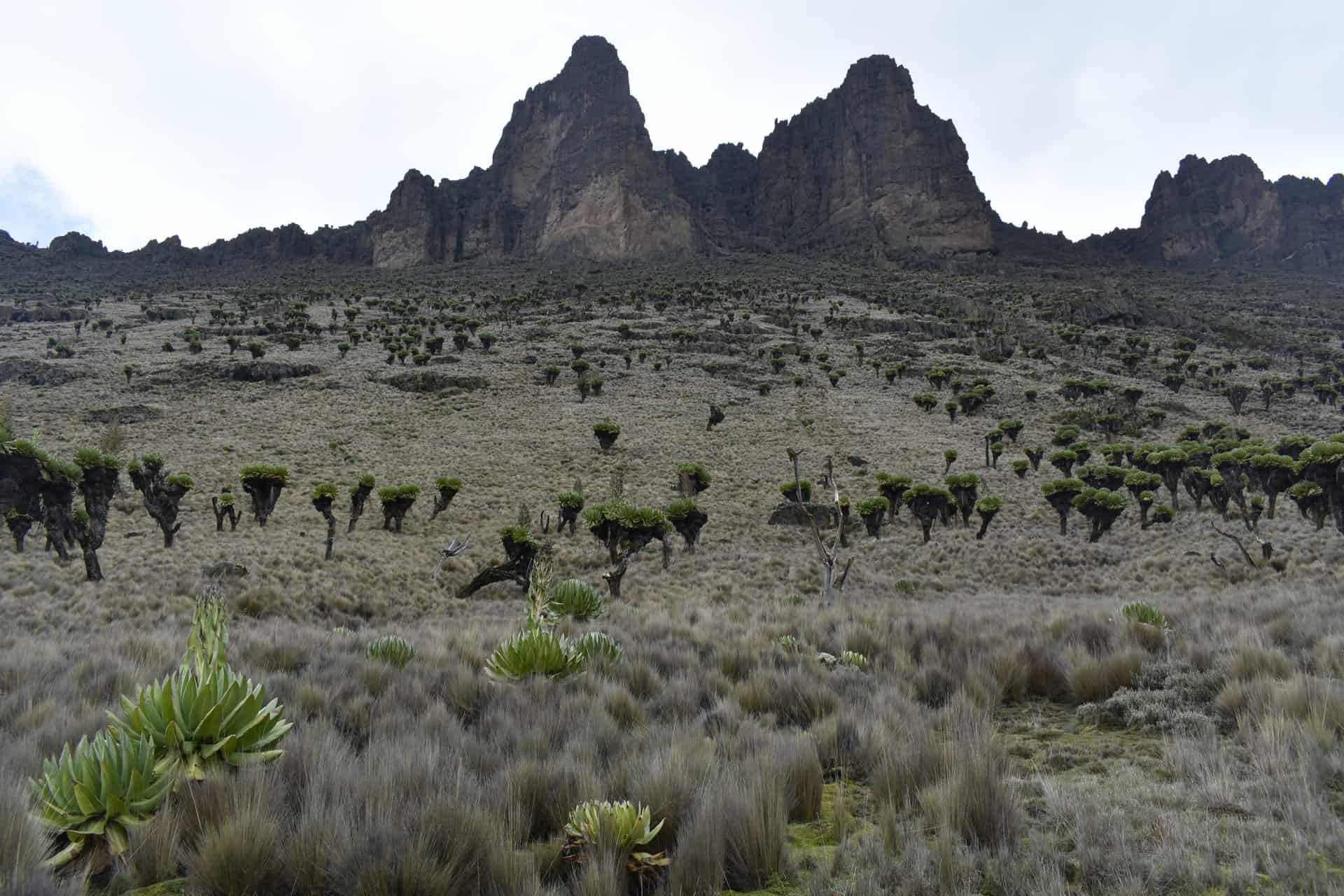 mont kenya mont kenya
