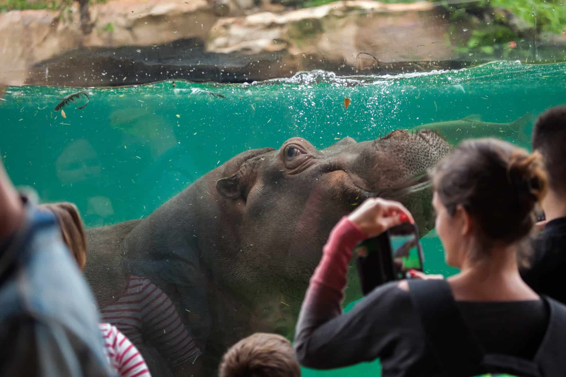 hippopotame hippopotame