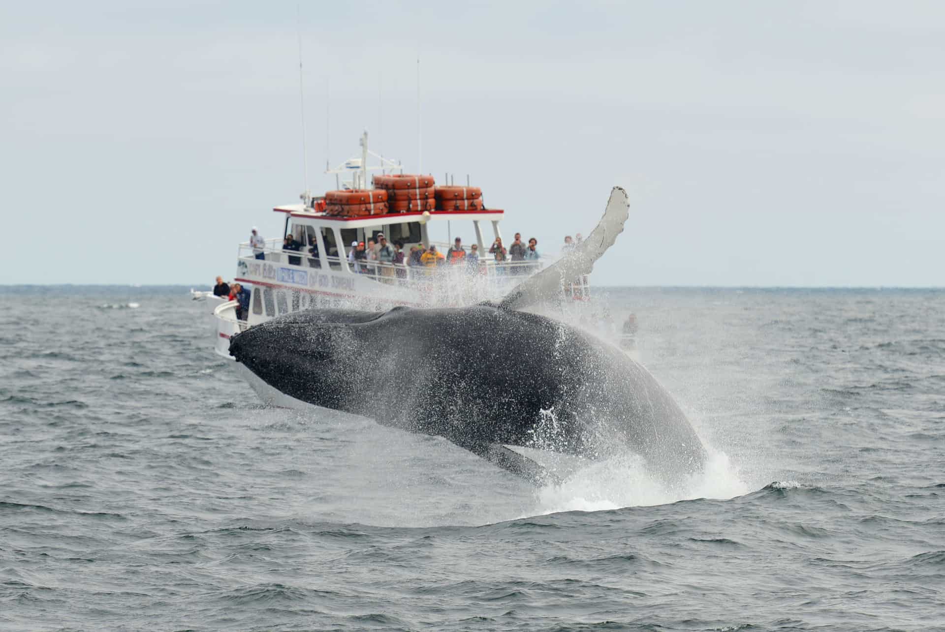 bateau baleine bateau baleine
