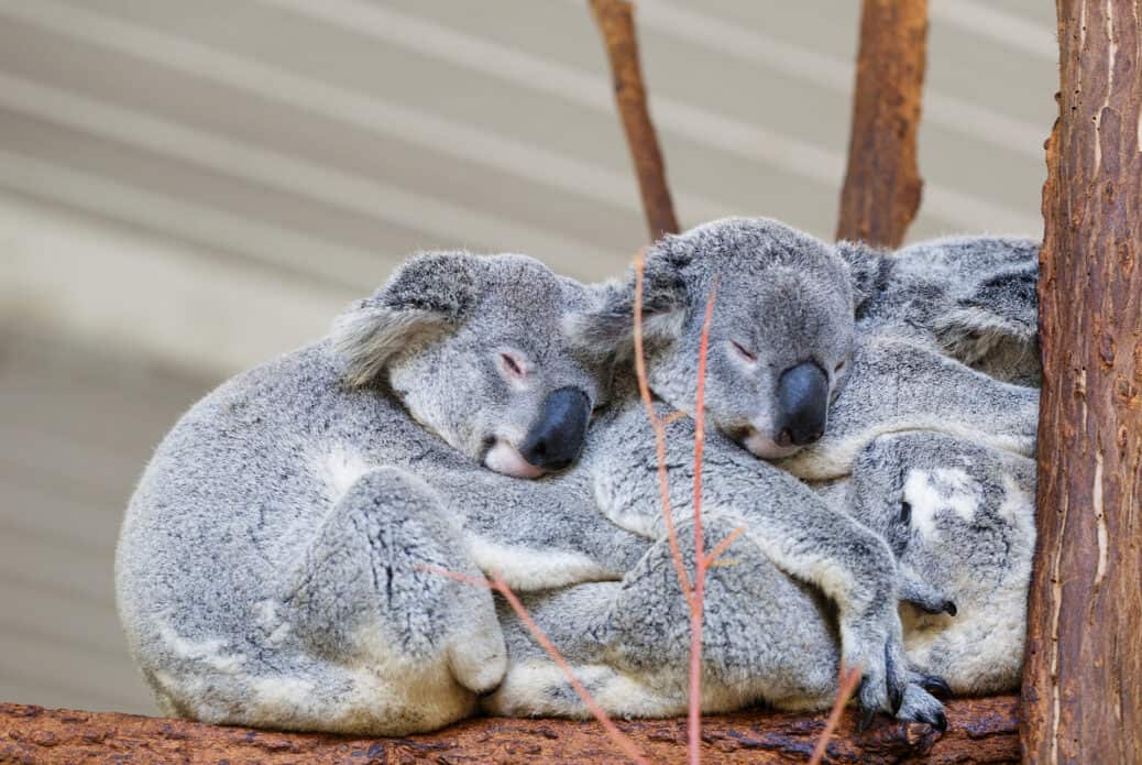 Billet journalier au Lone Pine Koala Sanctuary