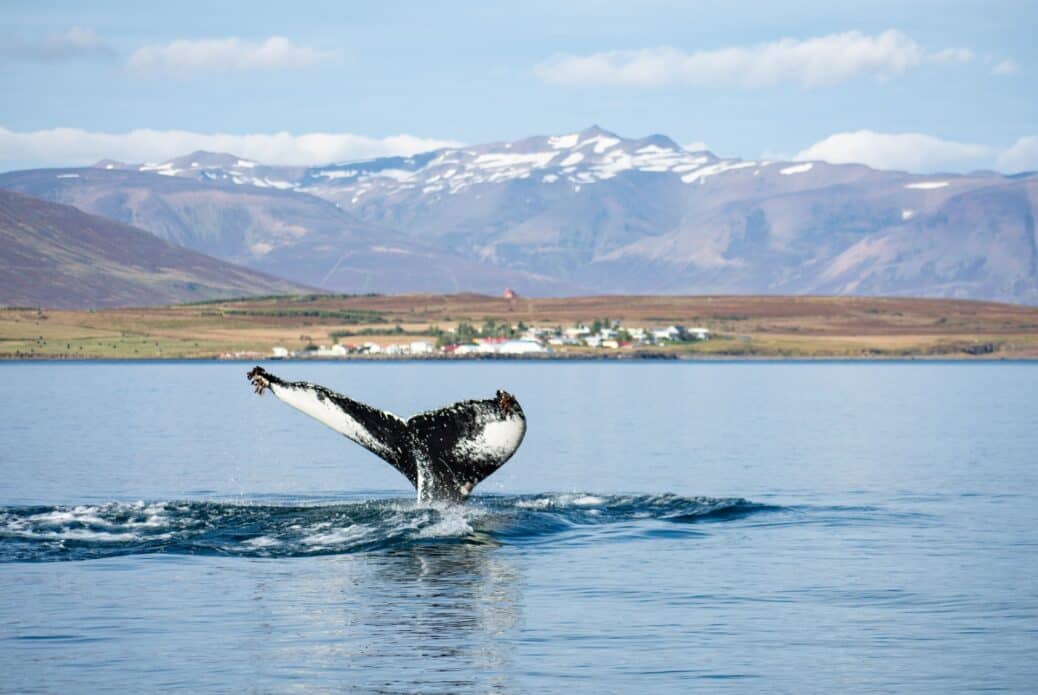 Croisière d'observation des baleines