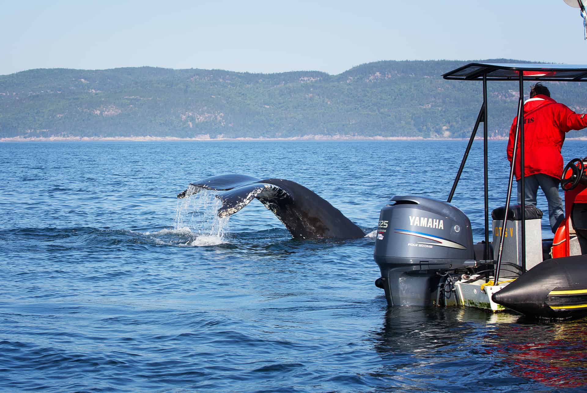 voir les baleines a tadoussac voir les baleines a tadoussac