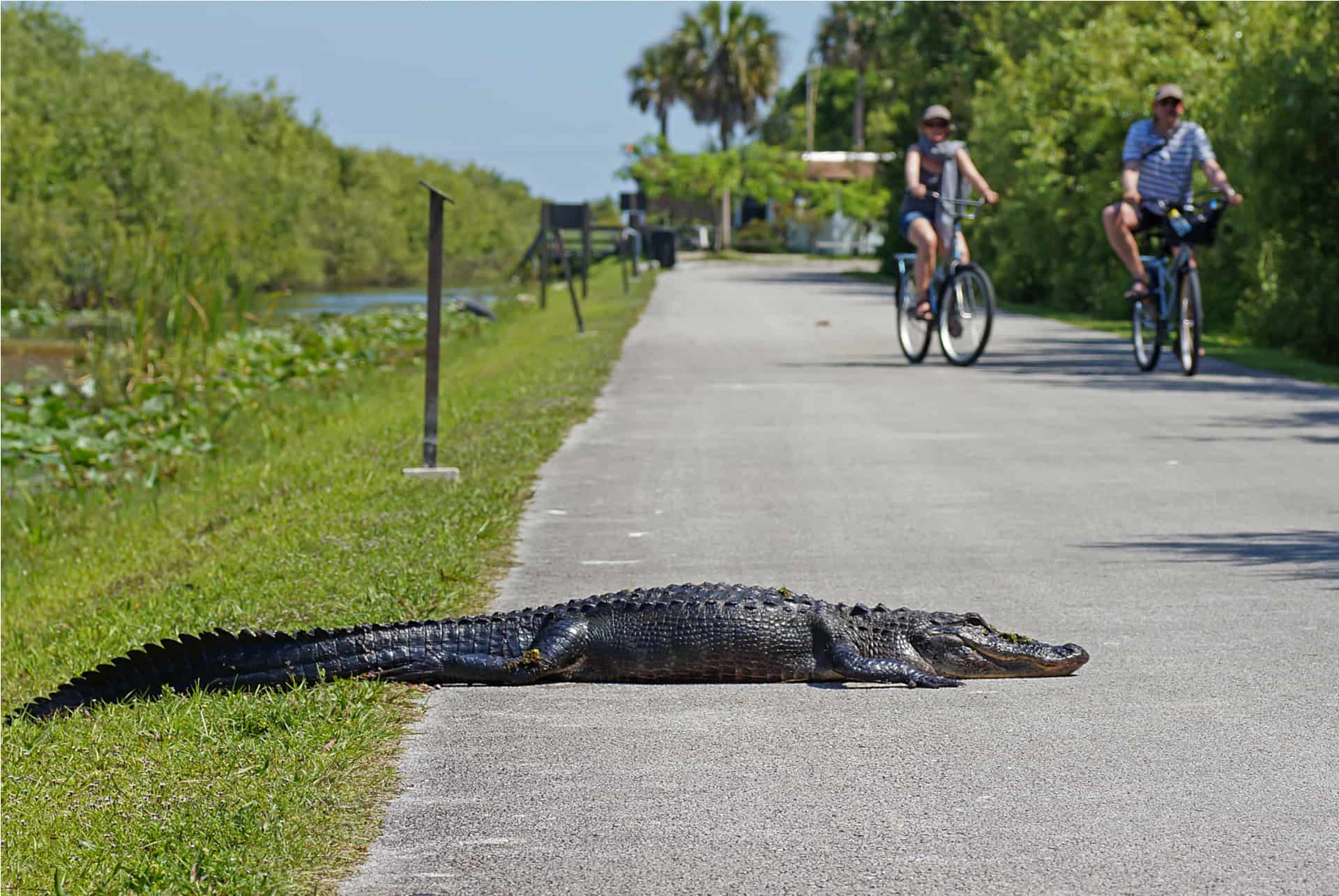 alligators miami alligators miami