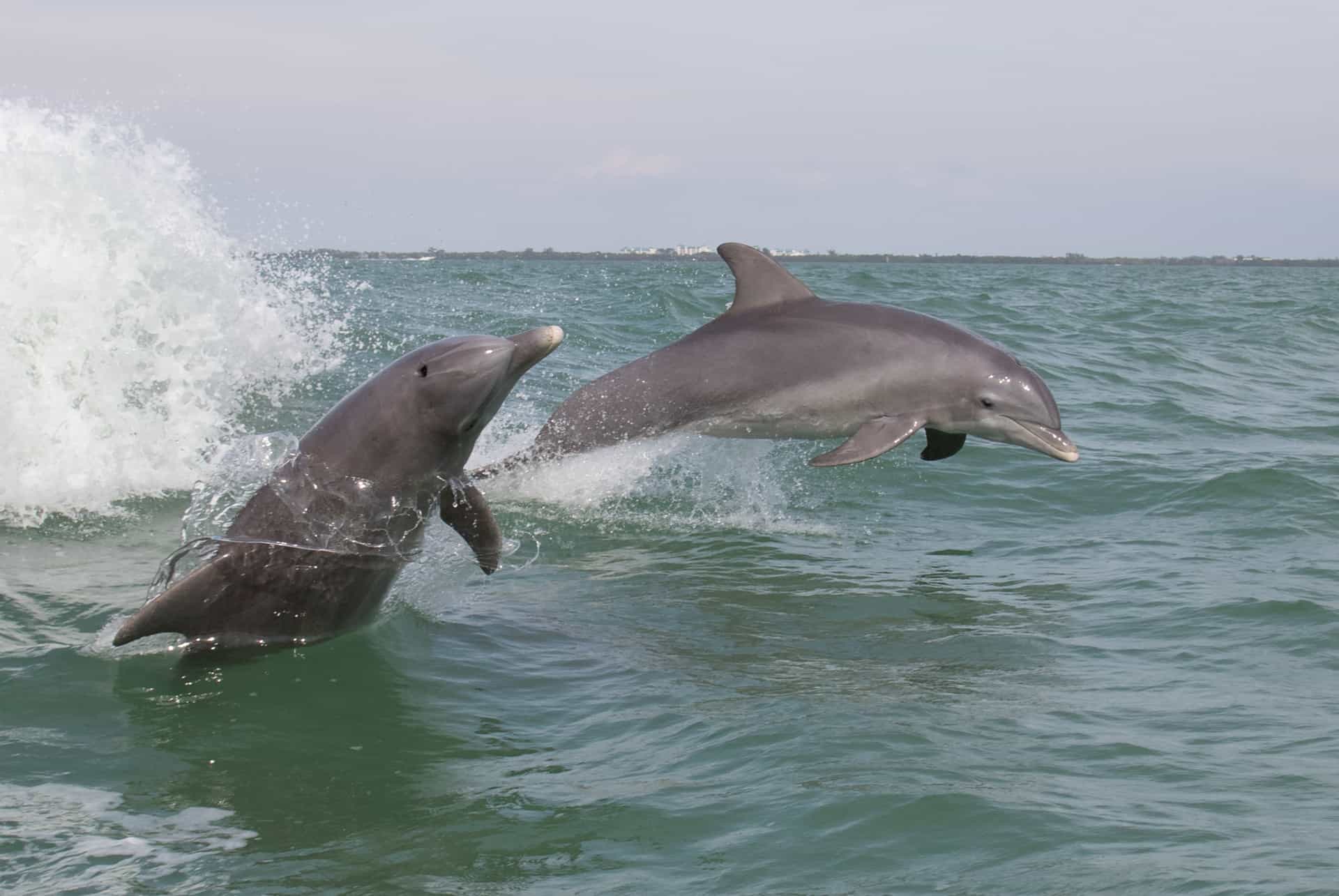 dauphins miami dauphins miami