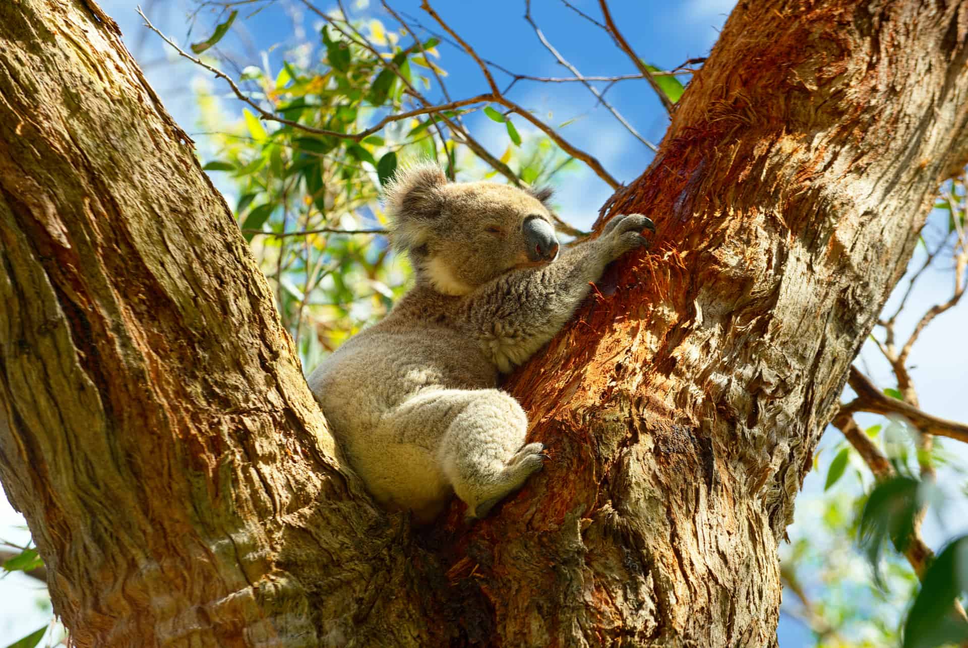 Perth Representation