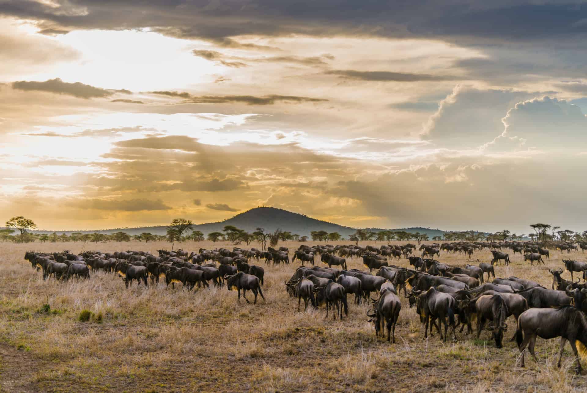 parc national du serengeti
