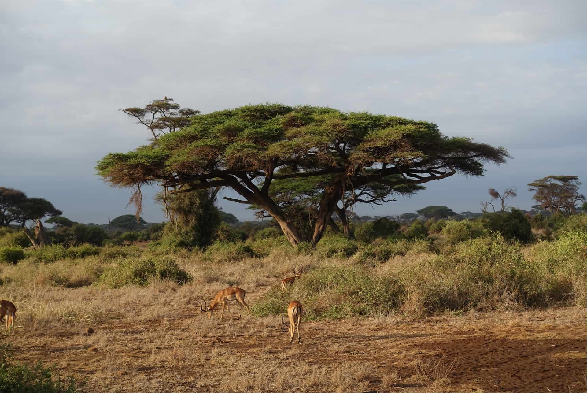 parc tsavo parc tsavo