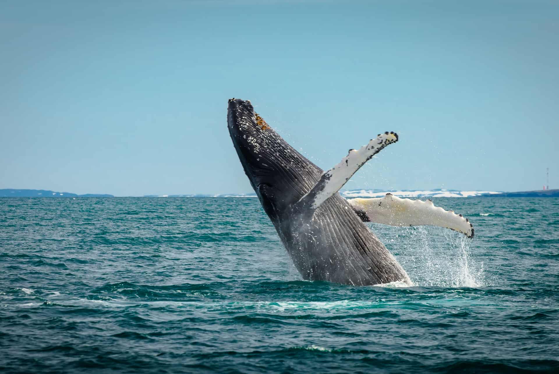 baleine islande baleine islande