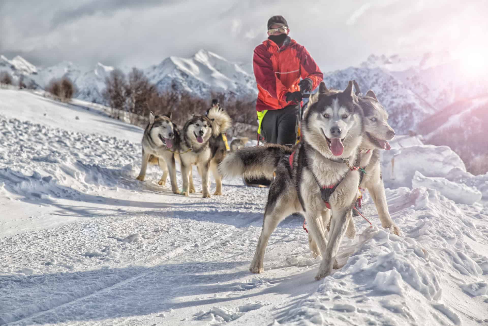 musher laponie musher laponie