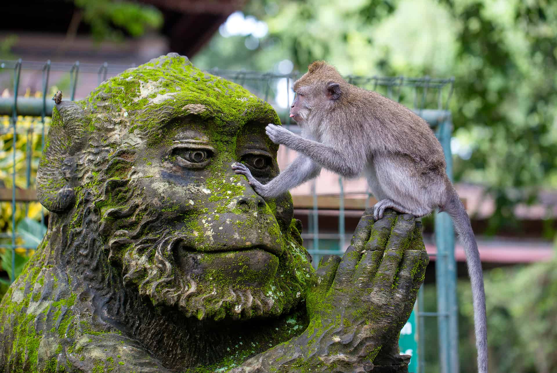 monkey forest monkey forest