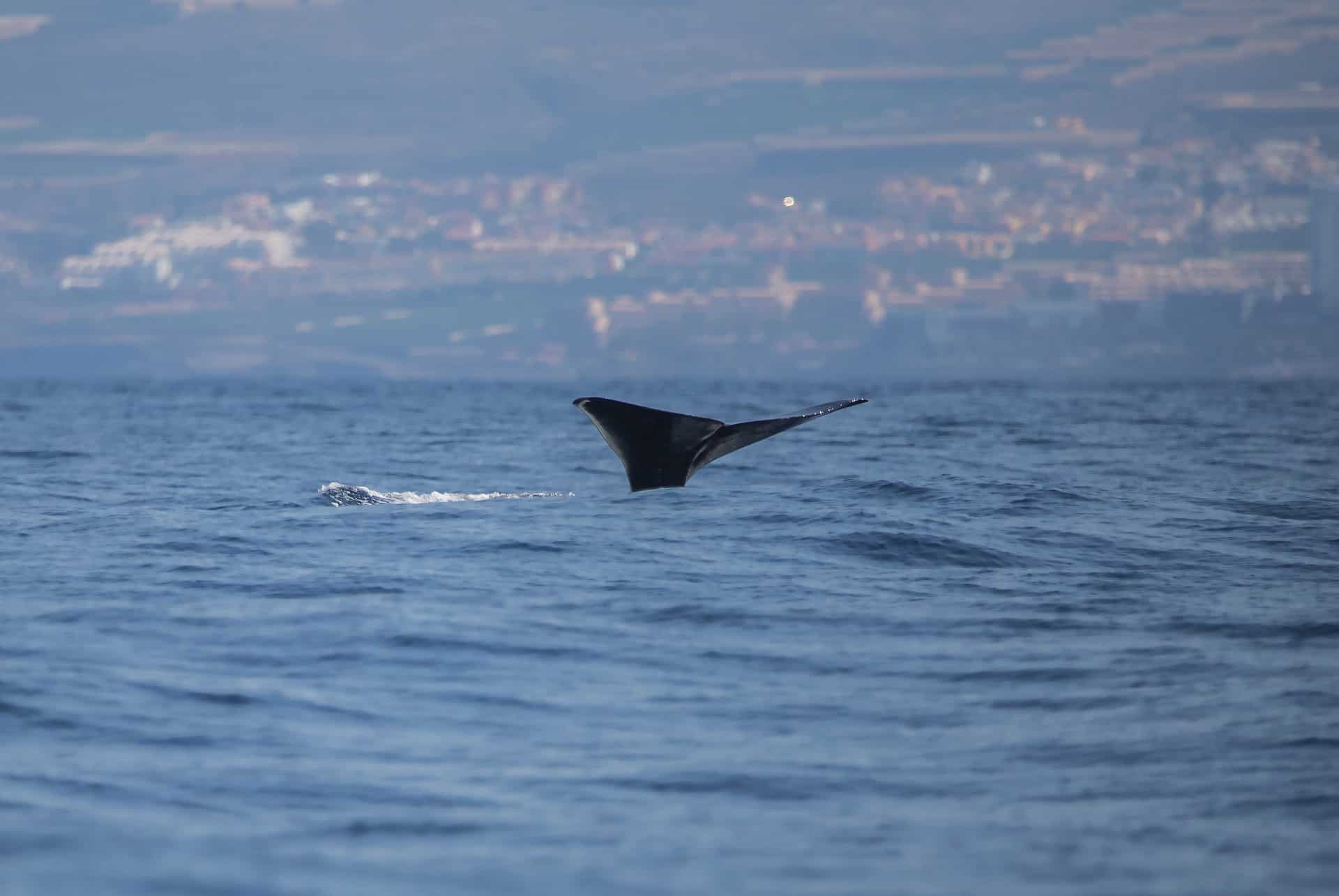 baleine tenerife baleine tenerife