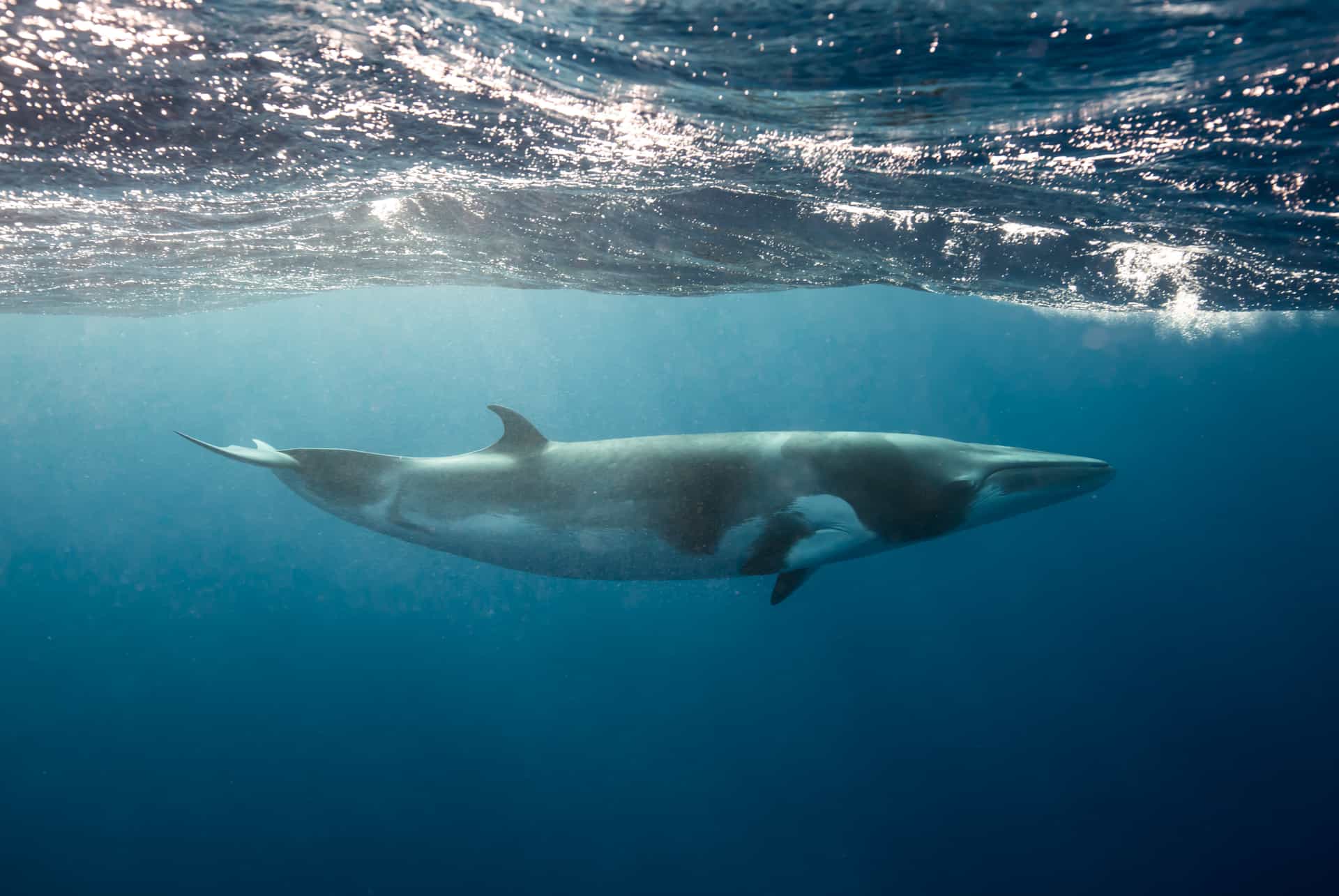 baleine de minke baleine de minke