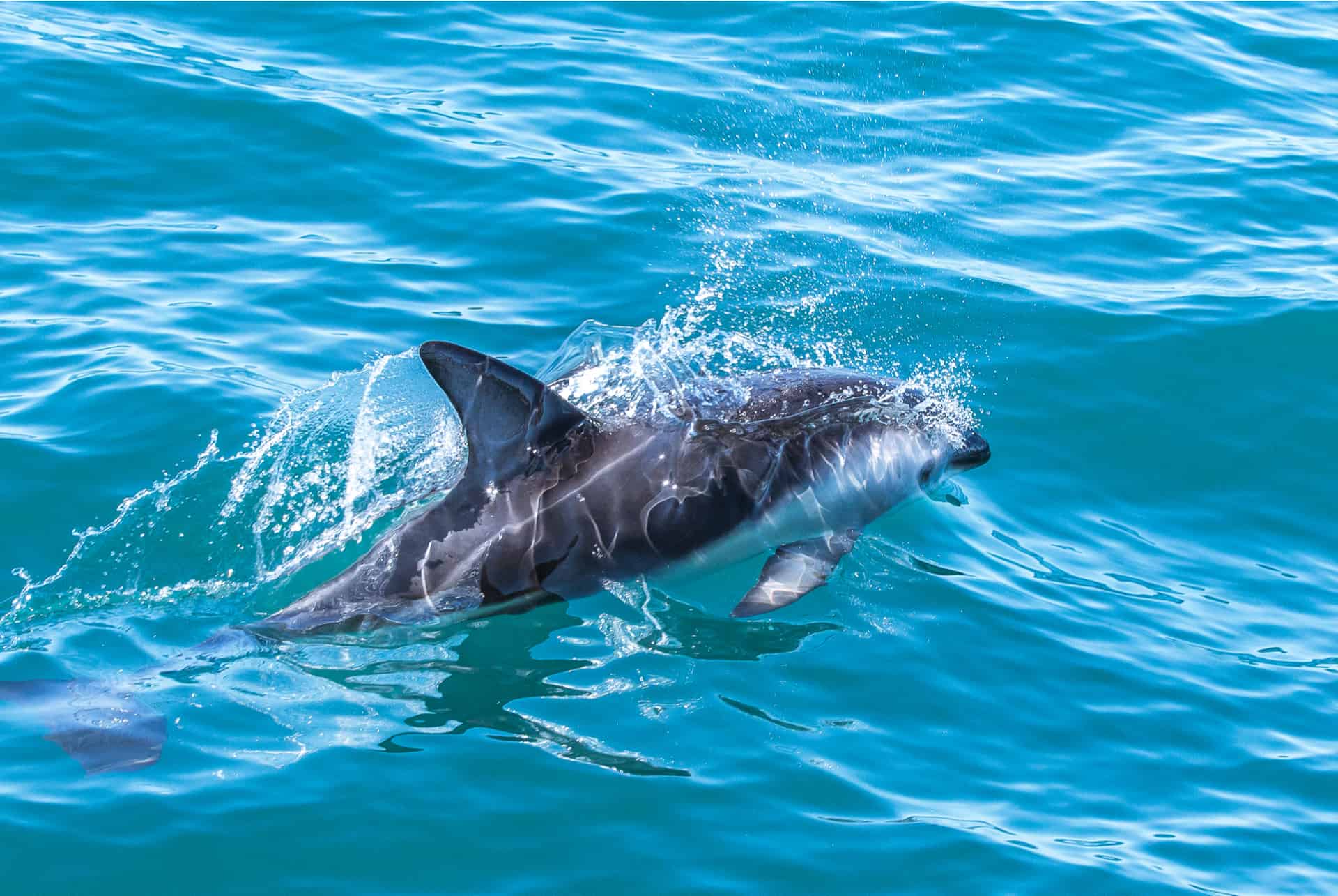 dauphins nouvelle zelande dauphins nouvelle zelande