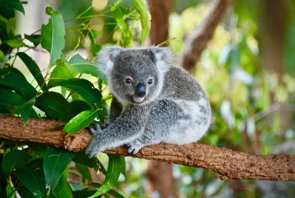 koala australie koala australie