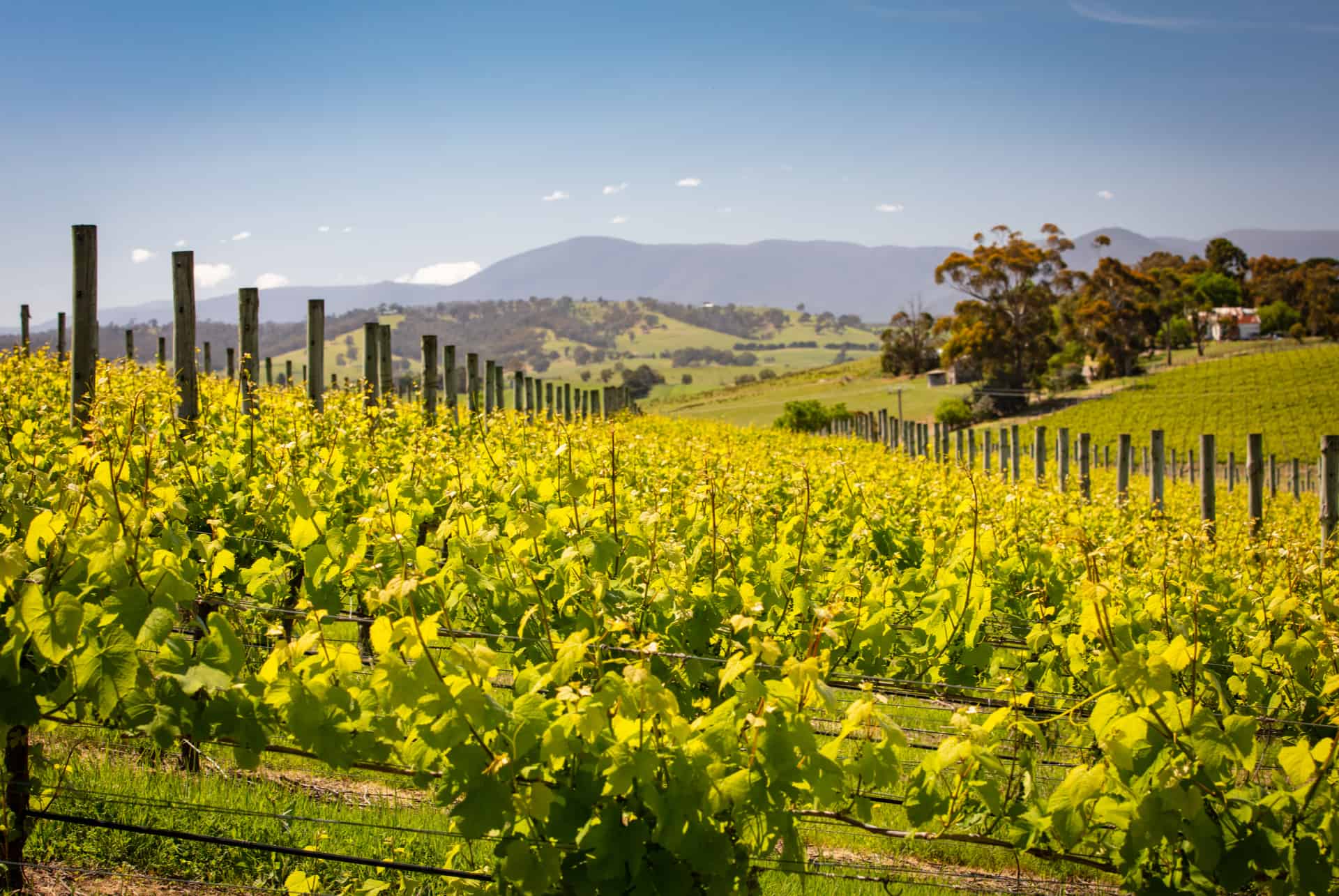 yarra valley yarra valley