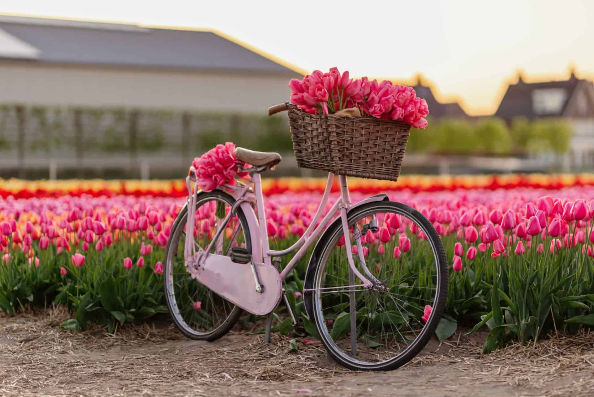 tulipes velo tulipes velo