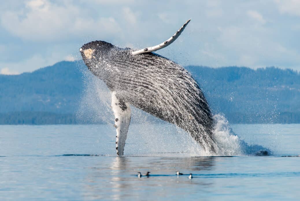 baleine tadoussac canada baleine tadoussac canada