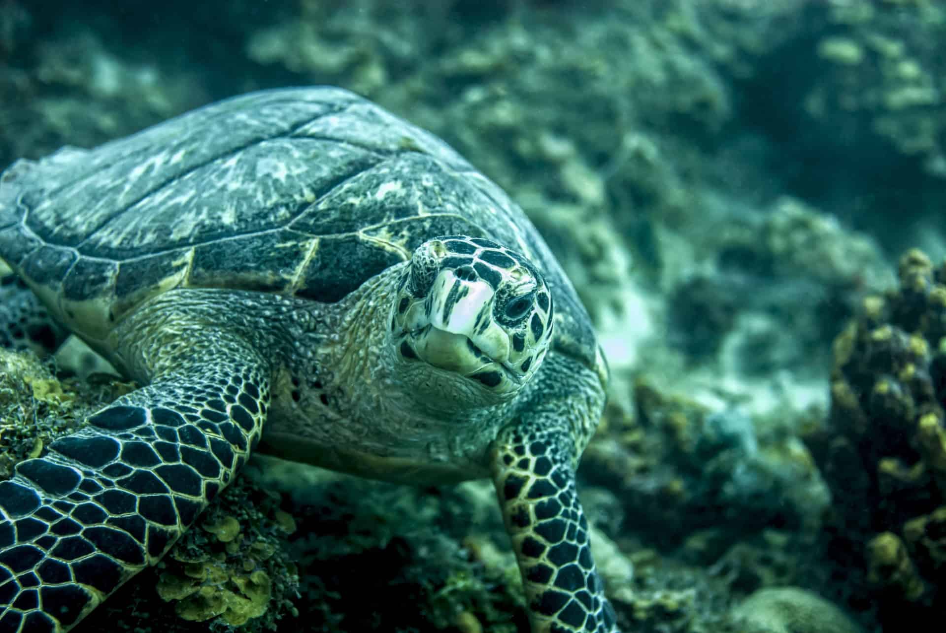 plongée guadeloupe plongée guadeloupe