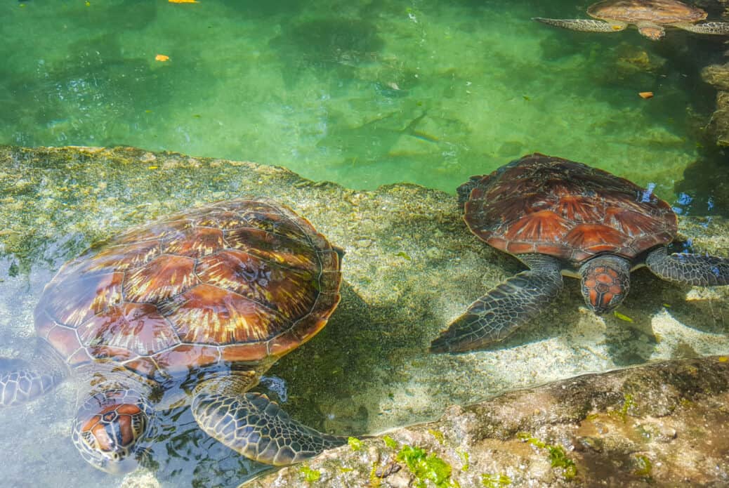 tortue nungwi tortue nungwi