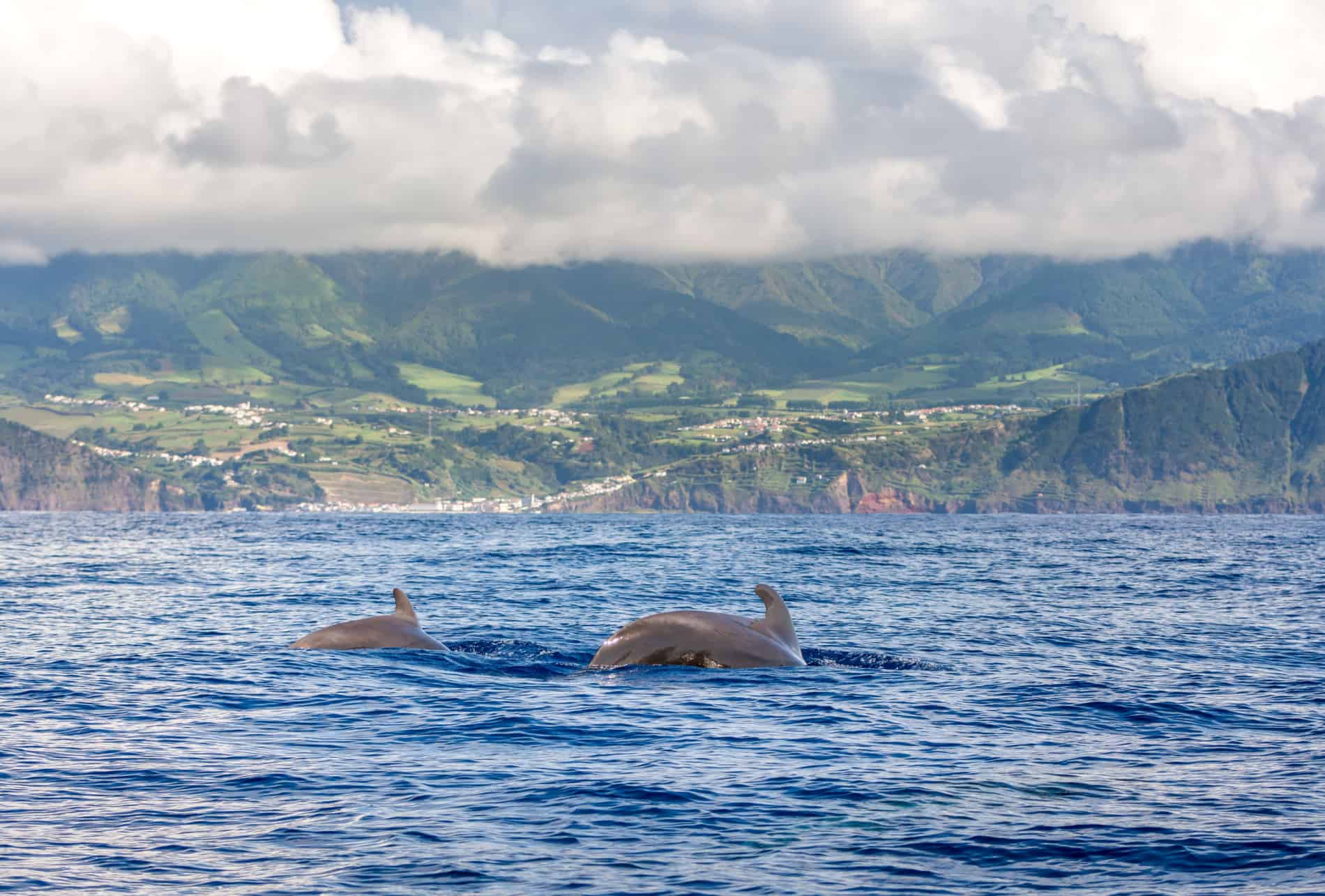 dauphins et baleines acores dauphins et baleines acores