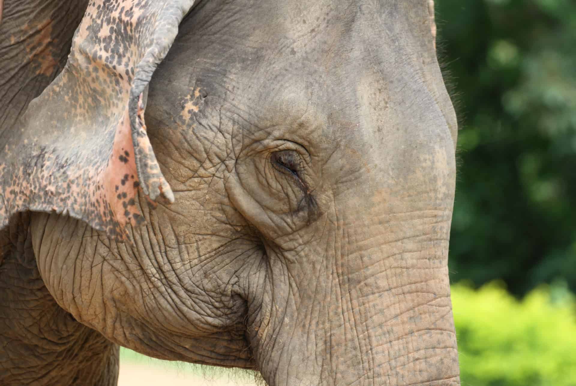 elephant conservation center elephant conservation center