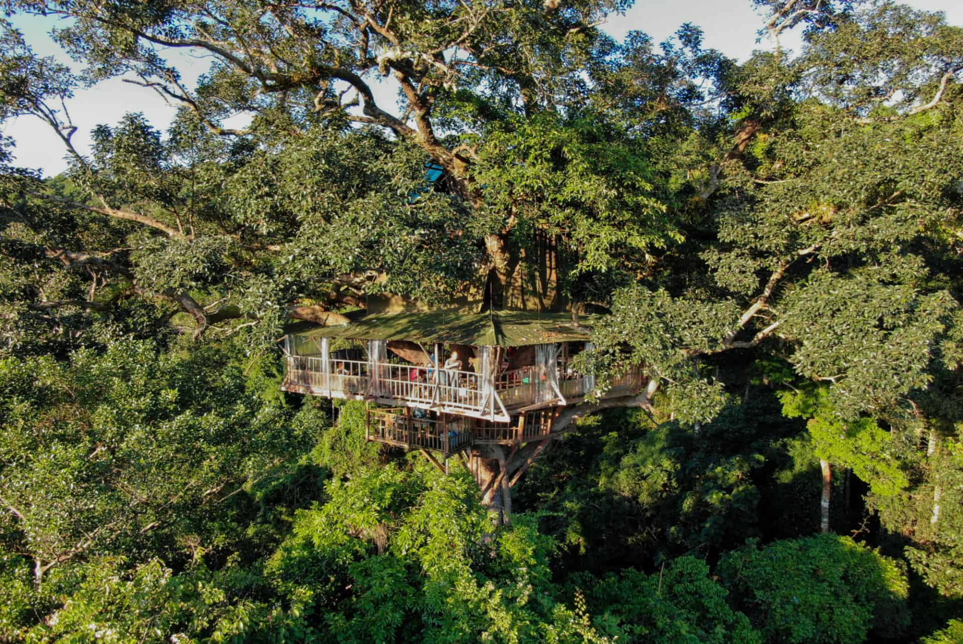 gibbon experience gibbon experience