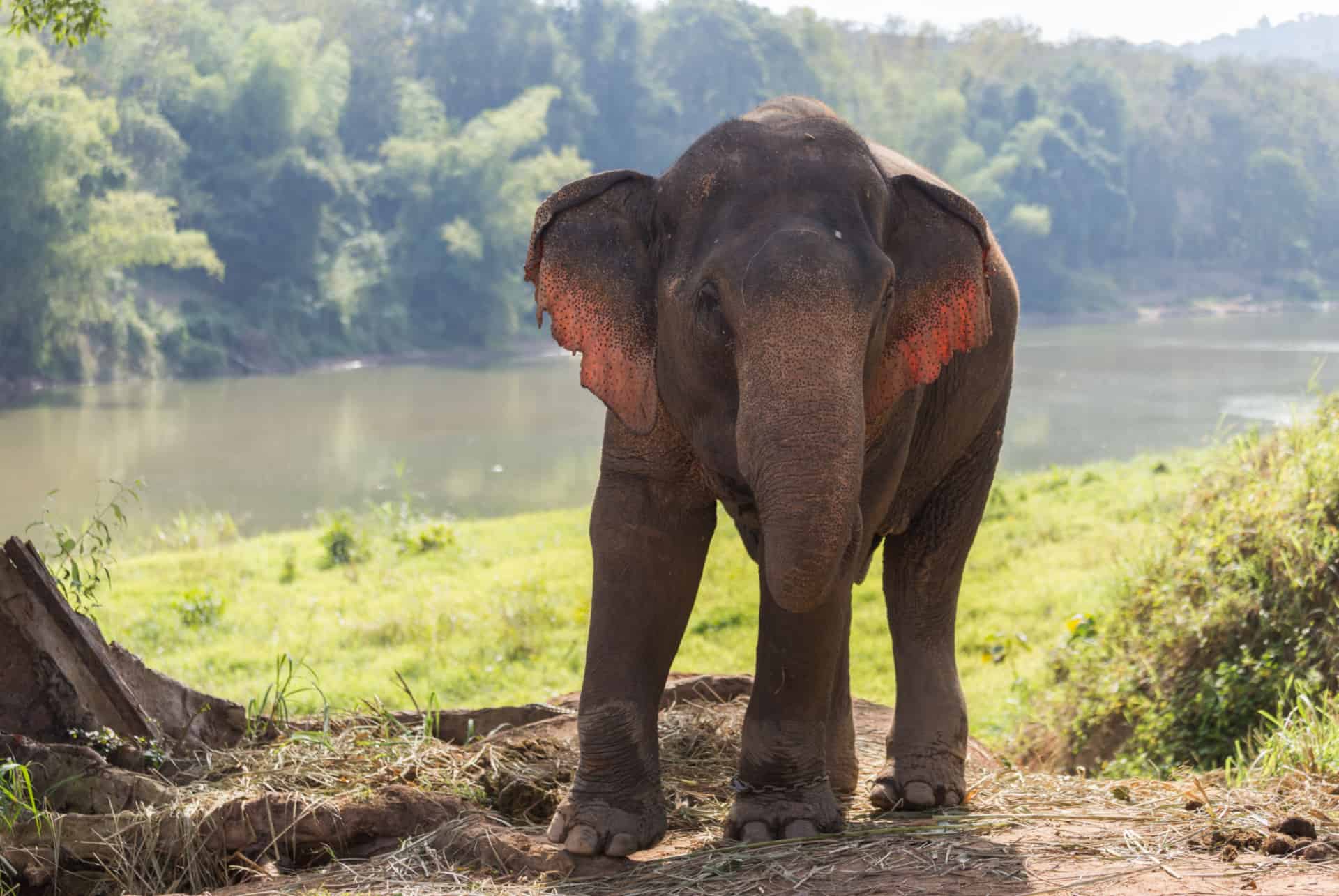 laos elephant conservation center laos elephant conservation center