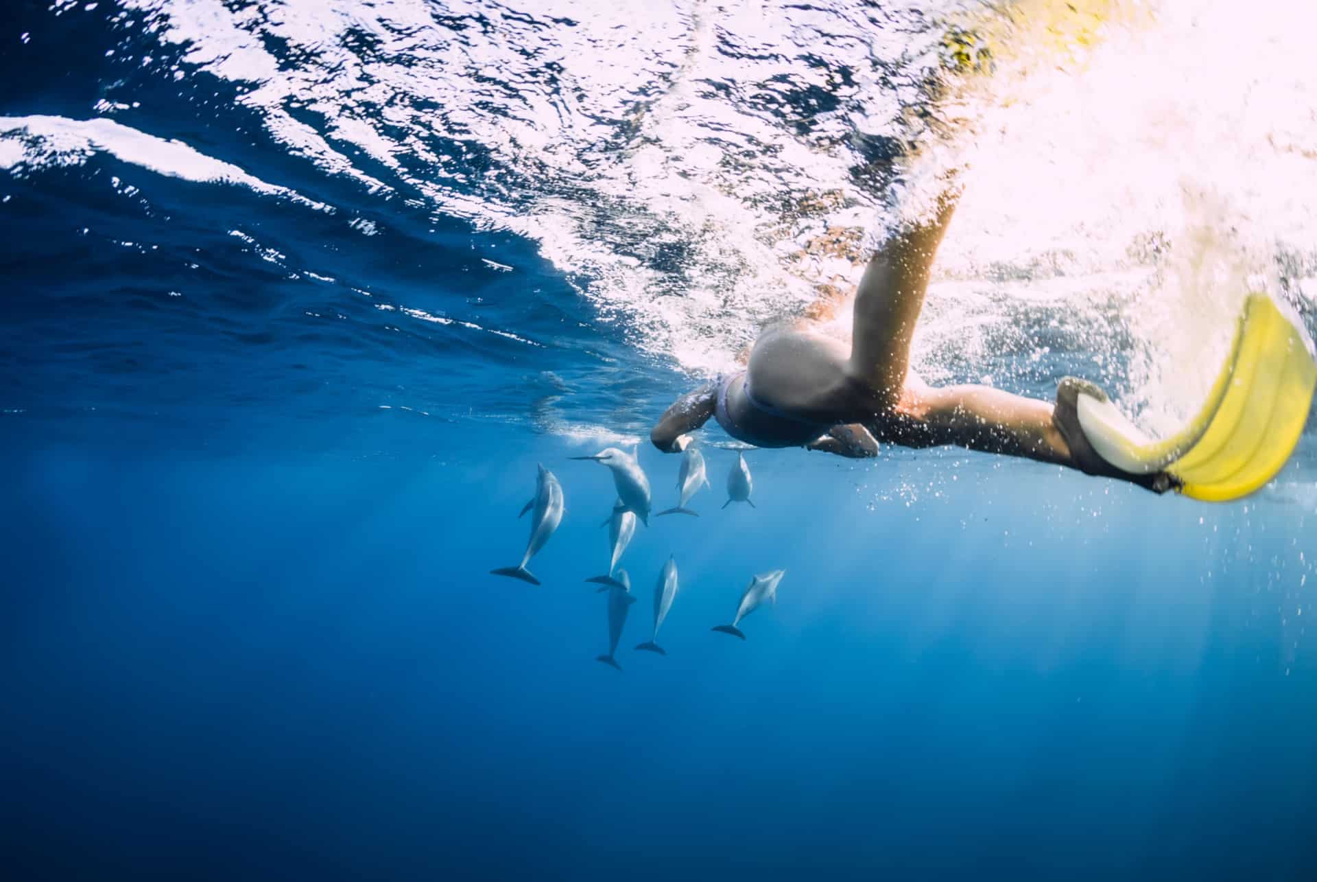 nager avec les dauphins reunion nager avec les dauphins reunion