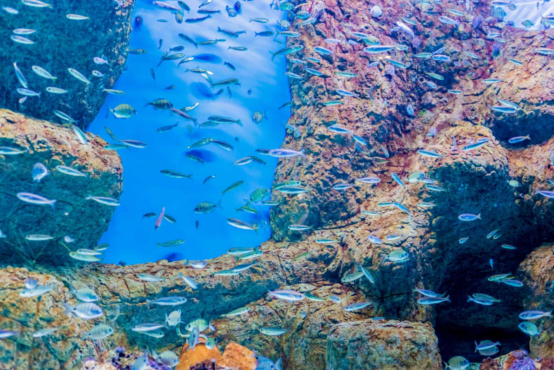 aquarium de seville aquarium de seville