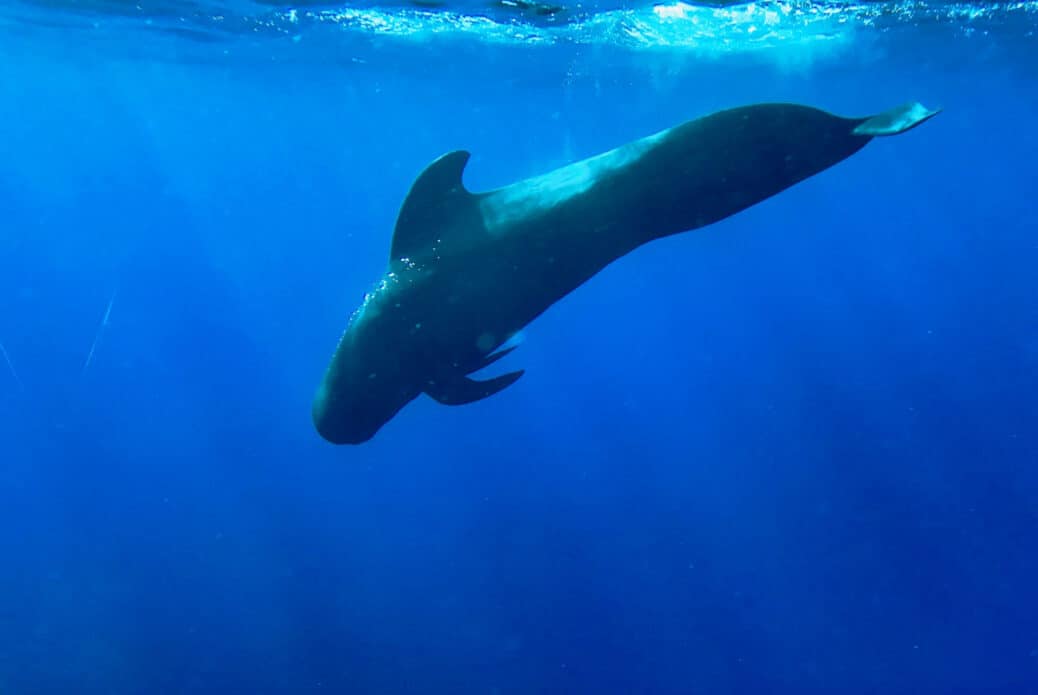 Croisière d'observation des baleines