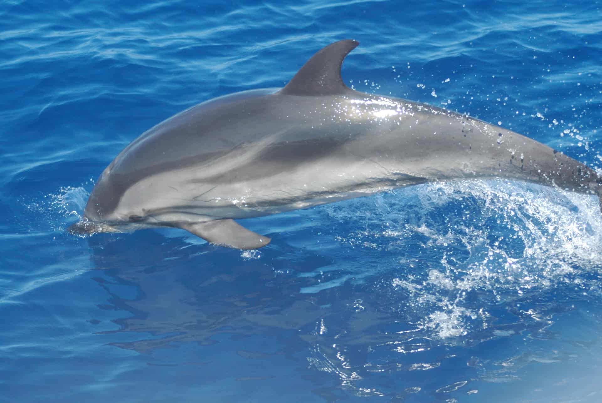 dauphin sardaigne dauphin sardaigne