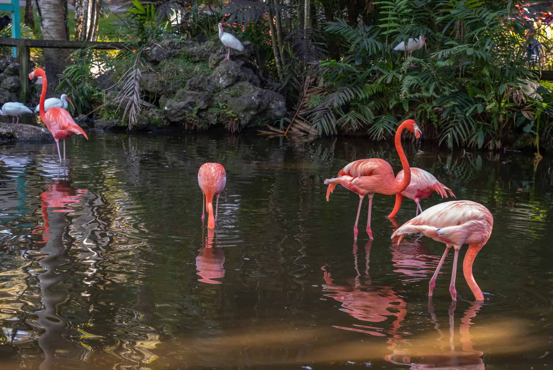 flamingo gardens flamingo gardens