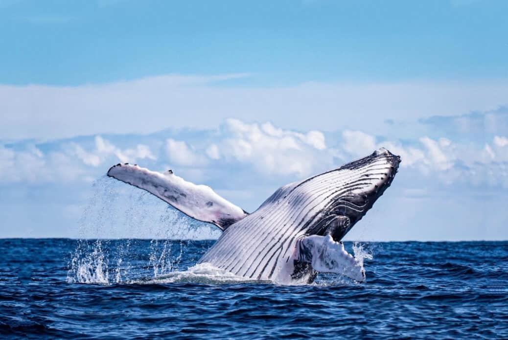 Excursion d'observation des baleines