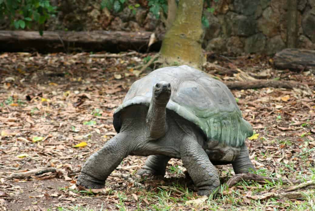 tortue geante haller park tortue geante haller park