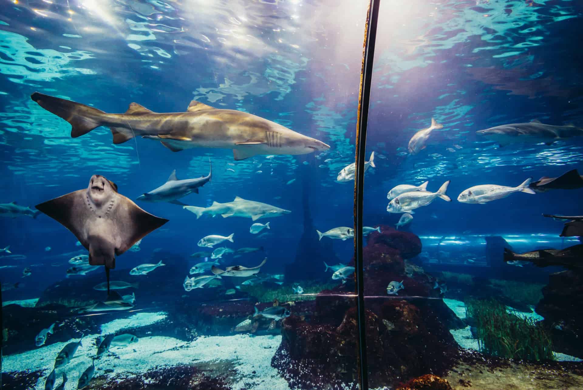 visiter aquarium de barcelone visiter aquarium de barcelone
