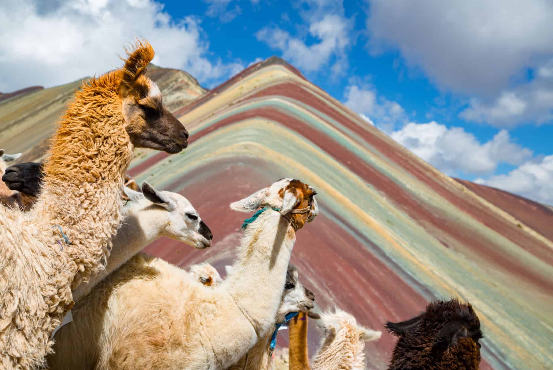 lamas vinicunca lamas vinicunca