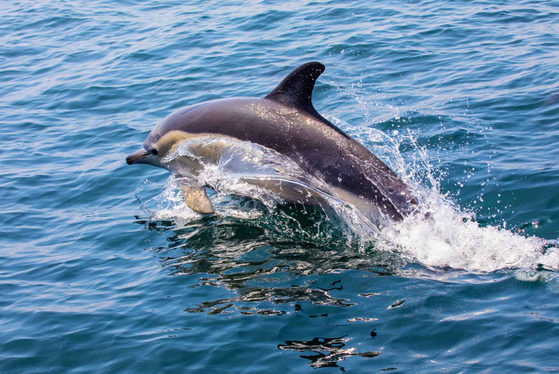 quand partir a lisbonne dauphins quand partir a lisbonne dauphins