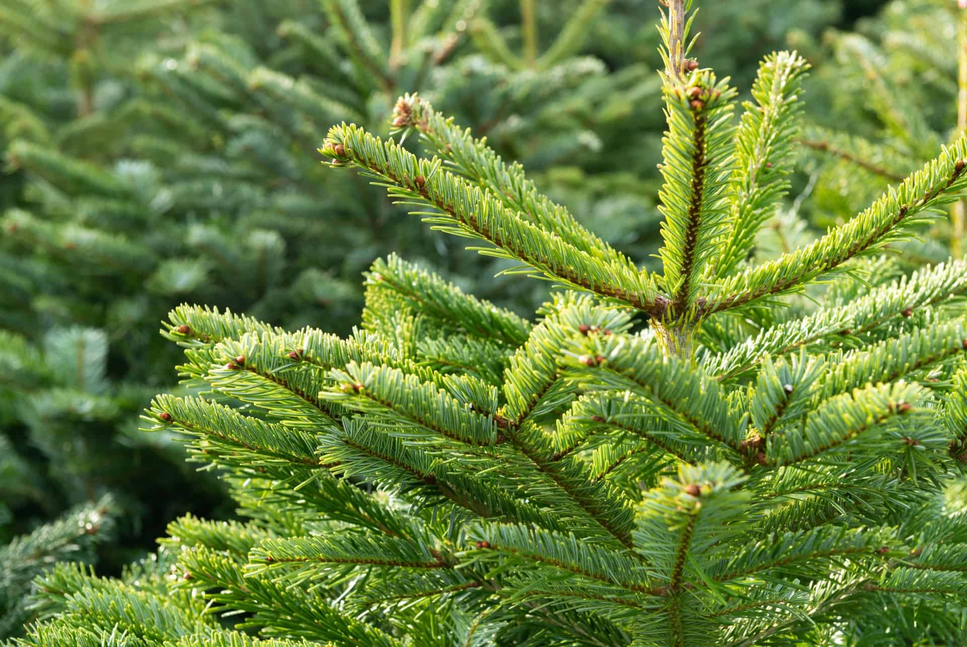 passer sapin passer sapin