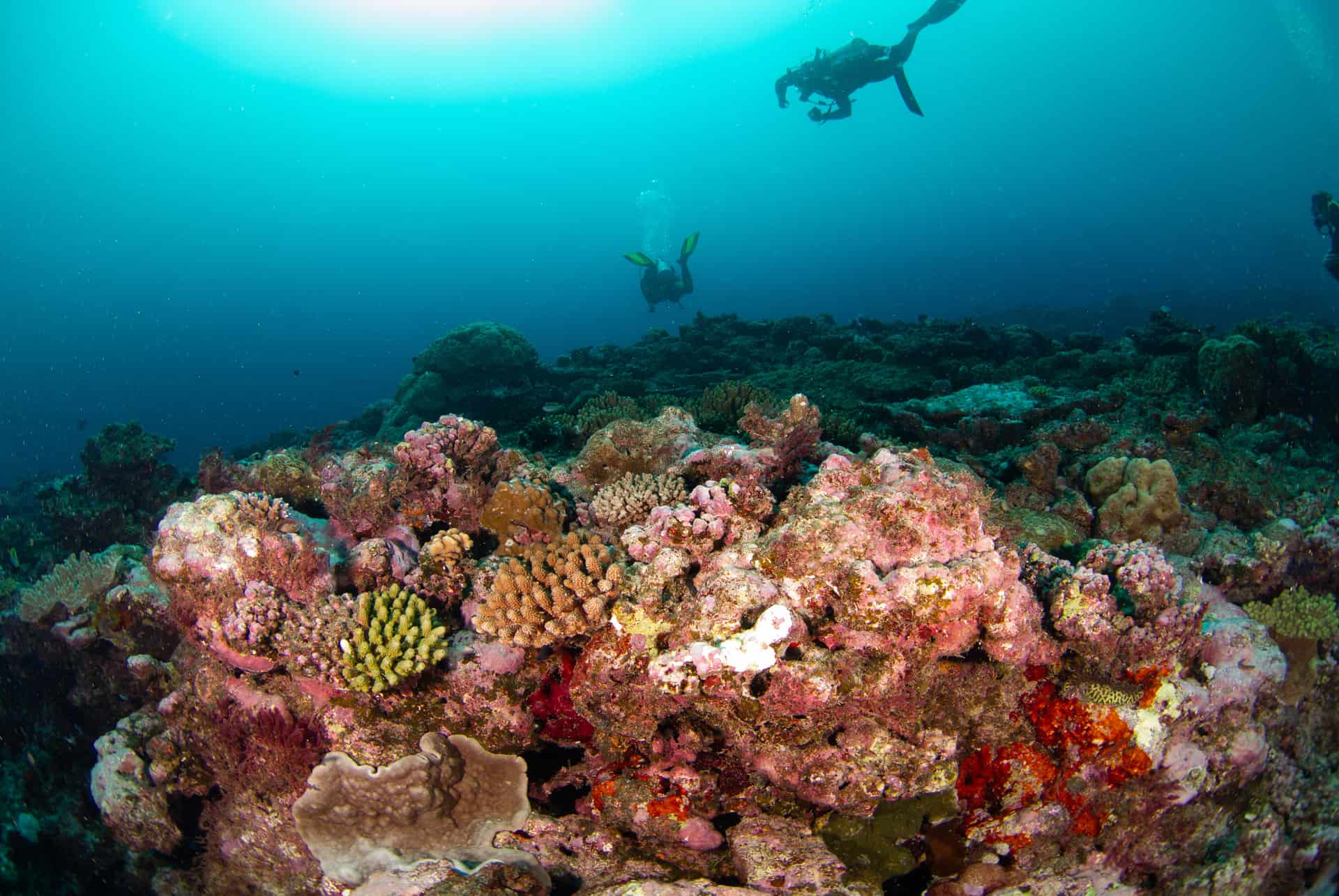 plongee nouvelle caledonie plongee nouvelle caledonie