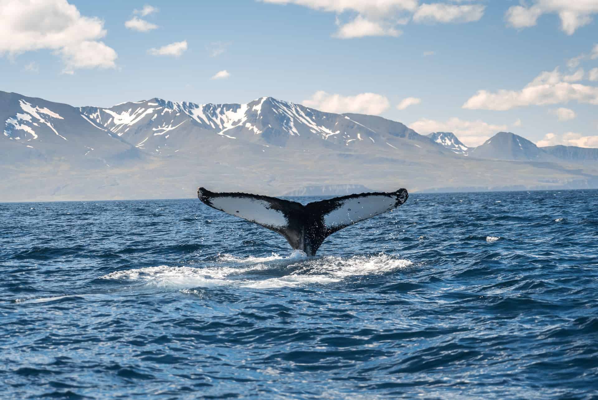 queue baleine islande queue baleine islande