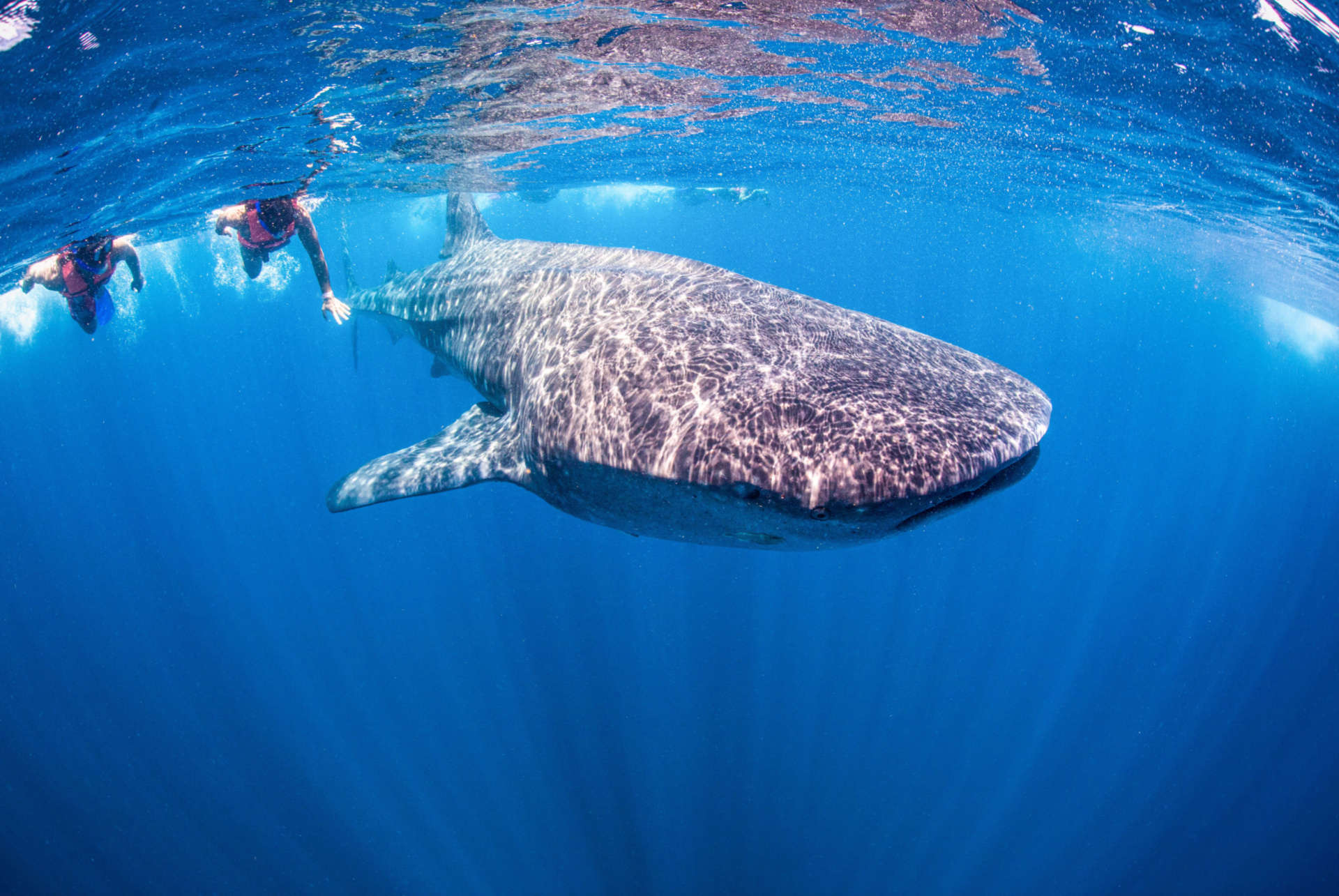 requin baleine requin baleine