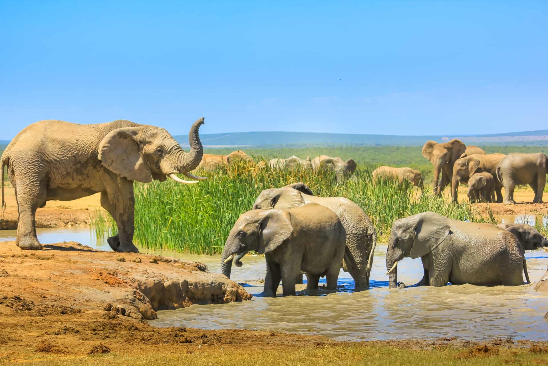 addo park addo park