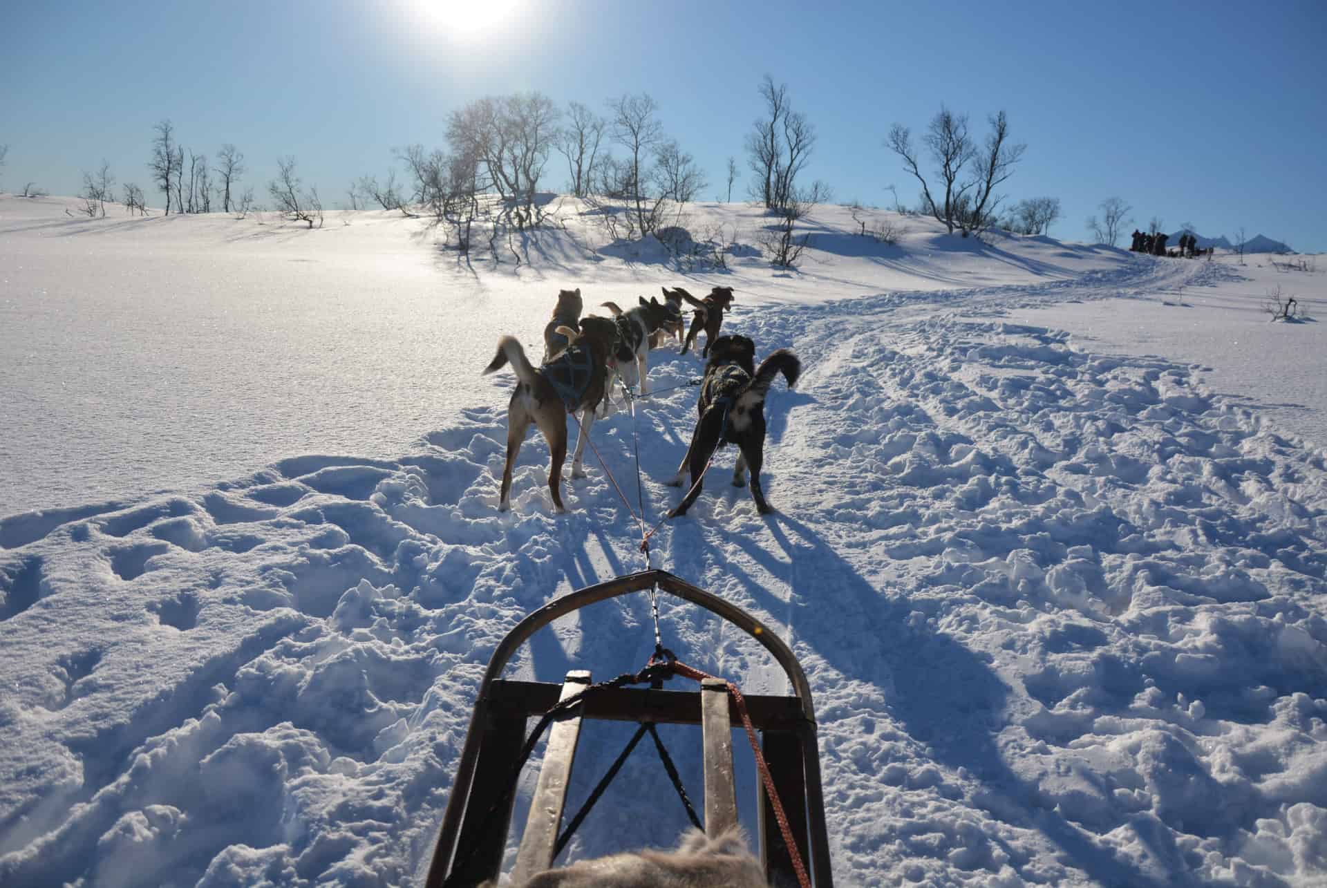 chiens de traineau tromso chiens de traineau tromso