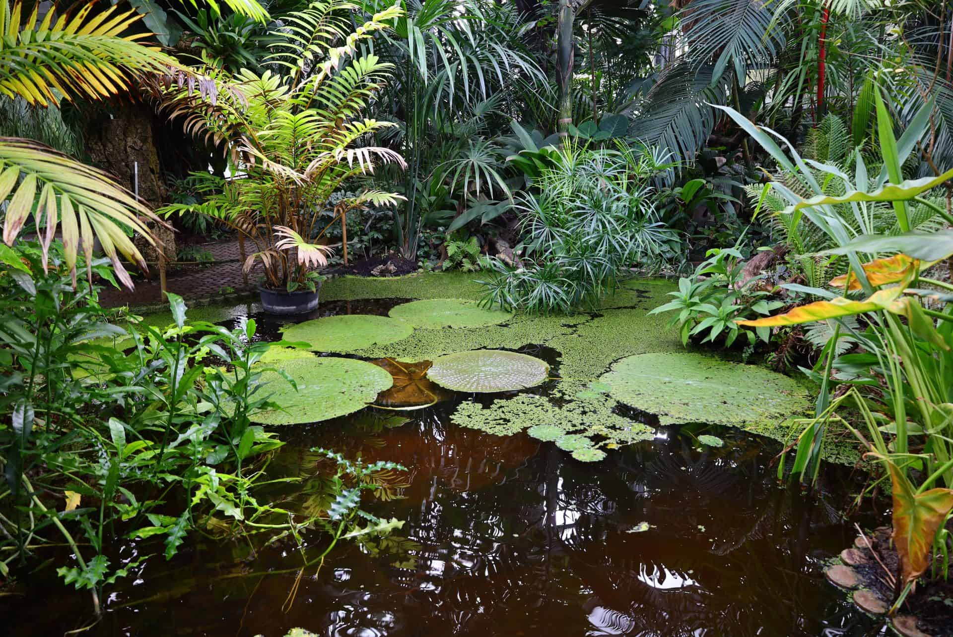 jardin botanique geneve jardin botanique geneve