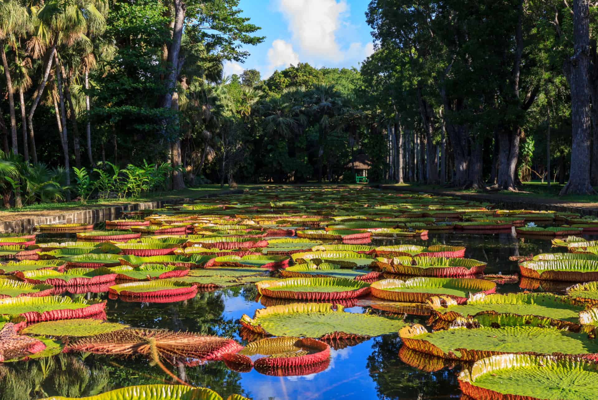 jardin de pamplemousses jardin de pamplemousses