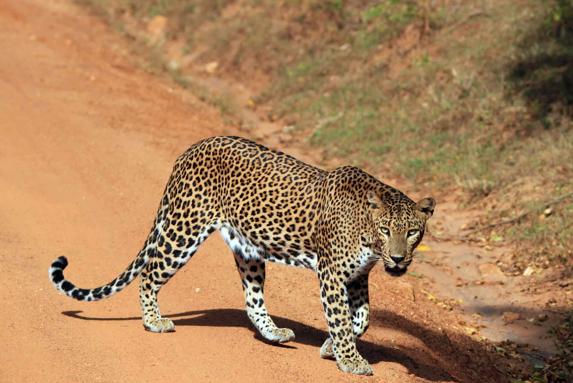 safari a yala safari a yala