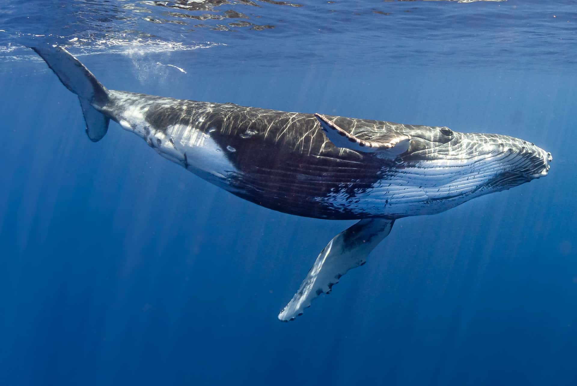 baleine a bosse polynesie baleine a bosse que faire en polynesie